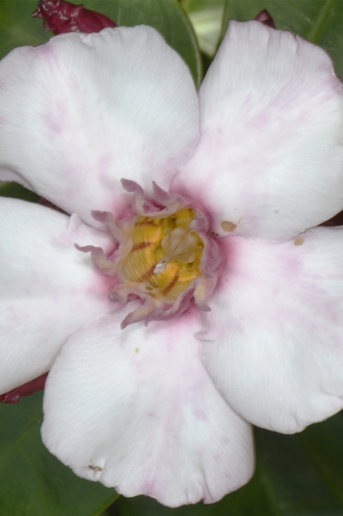 CAY0630712292006.jpg