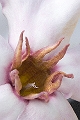 CAY0601412232006