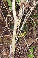 CAY0605012232006