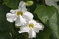 CAY0605912232006