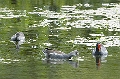 CAY0606712232006