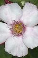 CAY0630712292006