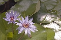 CAY0631112292006