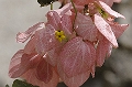 CAY0634312292006